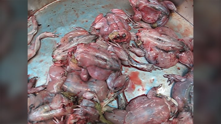 【閲覧注意】生きたまま皮を剥がれたカエルがピクピク動いているグロ動画。