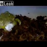 ペットのカエルに生きたネズミをあげたら丸呑みしちゃった捕食動画。