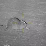 【閲覧注意】エアガンでネズミをヘッドショット。痙攣し絶命するネズミのグロ動画。