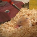 【閲覧注意】ハムスターが生まれたばかりの我が子を食べてしまうグロ動画。