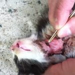 【閲覧注意】猫の喉からボットフライ。喉にぽっかり穴が開いてしまうグロ動画。