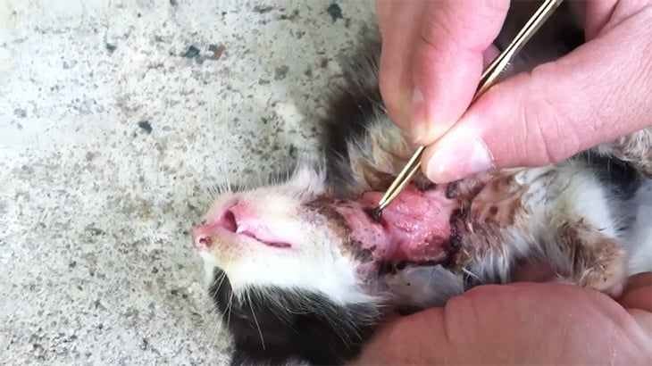 【閲覧注意】猫の喉からボットフライ。喉にぽっかり穴が開いてしまうグロ動画。
