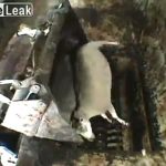 【閲覧注意】死んだ家畜を巨大なシュレッダーでグチャグチャに細かく処理するグロ動画。