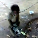 【閲覧注意】猿が子猫をレイプする衝撃映像。なんで笑っていられるんだ･･･。