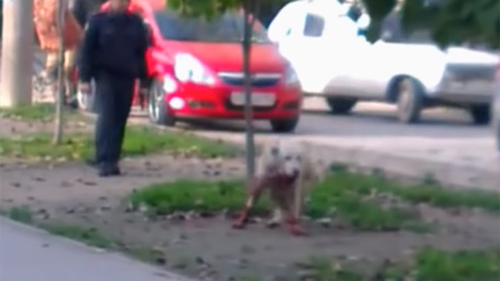 【閲覧注意】通行人を襲った犬、銃で少しずつ苦しみながら殺されるグロ動画。