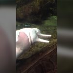 イルカのマスターベーション。死んだ魚の体内にアレを出し入れして楽しむ動画。