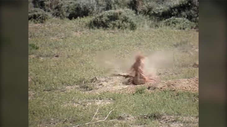 【閲覧注意】ライフルでのハンティング。肉片飛び散るプレーリードッグのグロ動画。