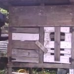 女性を襲ったピットブル、大勢の人間に殴られて死ぬ動画。