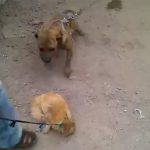 【閲覧注意】闘犬として育てるために猫を殺させるグロ動画。