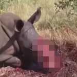 【閲覧注意】これはエグイ･･･密猟され生きたままツノを切り取られるサイのグロ動画。