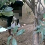 【閲覧注意】犬2匹に弄ばれた子猫、噛まれて死んでしまうグロ動画。