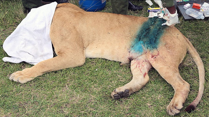 【閲覧注意】バッファローに足を引き裂かれた雌ライオンを治療するグロ動画。