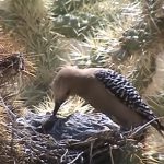 【閲覧注意】キツツキ、ヒナの頭から脳ミソを食べるグロ動画。