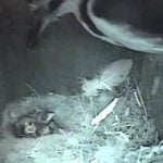 キツツキ、他の巣から1匹ずつヒナを奪っていく動画。