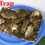 【閲覧注意】接着剤でネズミほいほい。大量のネズミが捕獲されるグロ動画。