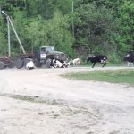 ブレーキが効かなくなったトラックが牛の群れに突っ込んでしまう動画。