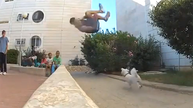 パルクール中の男性 うっかり犬の頭を踏み潰してしまう動画 グロ動画 衝撃映像のカルマニマ カルマニア