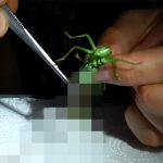 【閲覧注意】バッタの腹裂いてみた→とんでもない量のハリガネムシが･･･。