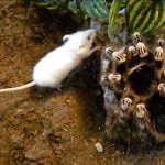 【閲覧注意】世界一大きなクモ「ゴライアスバードイーター」がネズミを捕食するグロ動画。