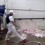 【閲覧注意】食肉加工場にて、虐待されながら殺される子豚のグロ動画。