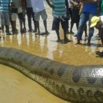 やっぱりアナコンダってクソでかいわ･･･。