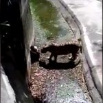 トラの檻に入ってしまった男、噛み殺される動画。