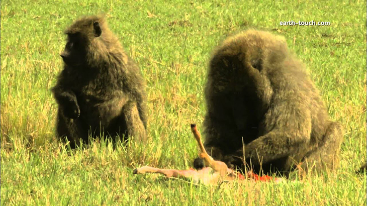 【超！閲覧注意】巨大なサルがガゼルを生きたまま食べてしまうグロ動画。