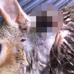 【閲覧注意】死んだネズミから蠢くものが･･･巨大な何かが這い出てくるグロ動画。