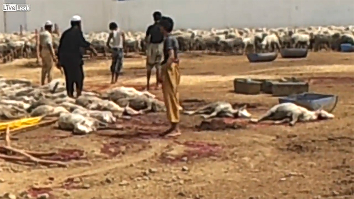 【閲覧注意】パキスタンにて羊7000匹が殺処分されるグロ動画。