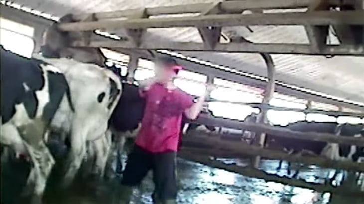 「バーガーキング」の農場で行われている牛への虐待映像が酷い。