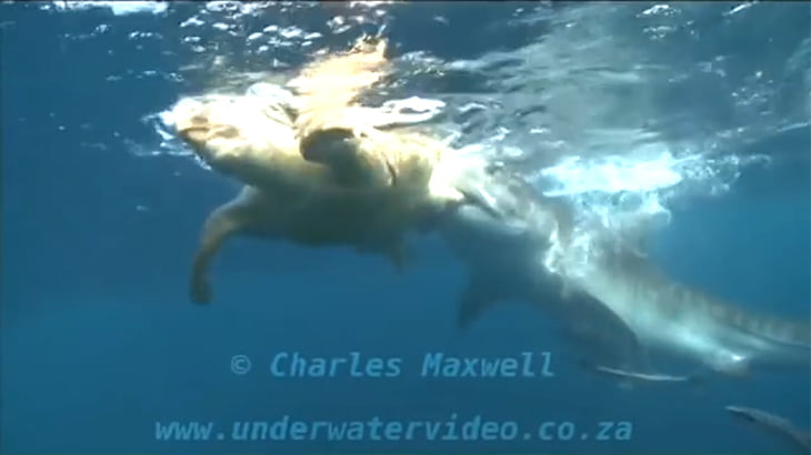 アカウミガメの硬い甲羅すら噛み砕くイタチザメの捕食動画。