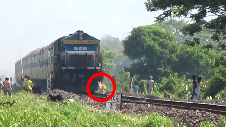 【インド】時速110kmの電車に轢かれて弾け飛ぶ牛の動画。