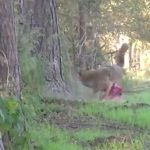 【閲覧注意】ハンターに腹を撃ち抜かれて腸が飛び出してしまったコヨーテのグロ動画。