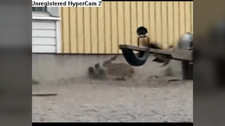 ウサギ、カラスを殺す。仲間のカラスは必死で止める。