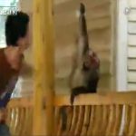 【閲覧注意】観光客を襲うサルを捕まえて木の棒で殴りまくる動画。