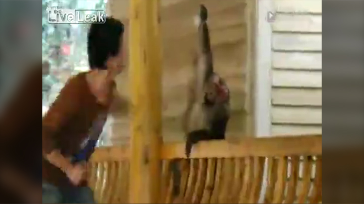 【閲覧注意】観光客を襲うサルを捕まえて木の棒で殴りまくる動画。