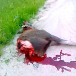 【閲覧注意】車と衝突して “真っ二つ” になってしまったシカのグロ動画。