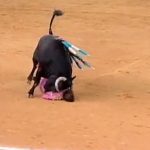 【閲覧注意】スペインにて闘牛士がツノで顔面を抉られてしまうグロ動画。