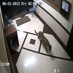 インドのアパートに野生のヒョウが侵入。犬を一瞬で噛み殺す。