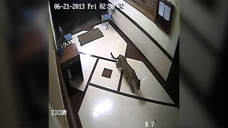 インドのアパートに野生のヒョウが侵入。犬を一瞬で噛み殺す。