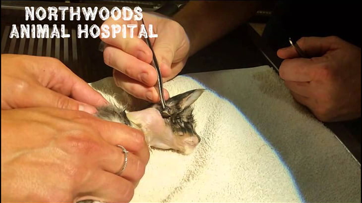 【閲覧注意】子猫の首に寄生した “ボットフライ” を摘出するグロ動画。