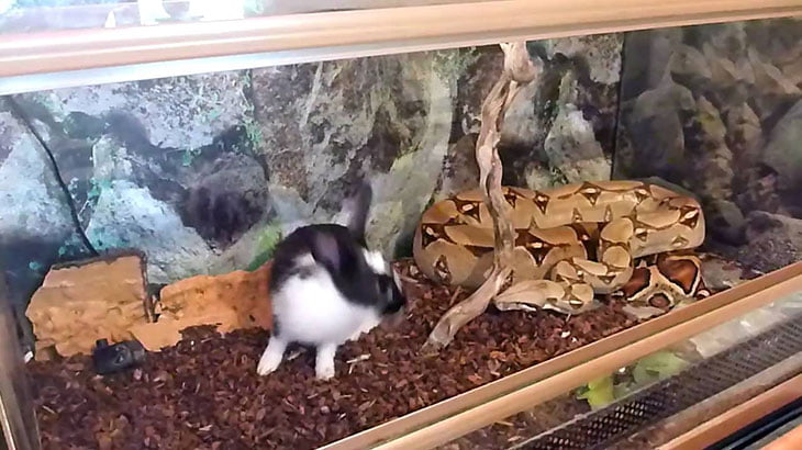 【閲覧注意】生きたウサギを絞め殺す巨大なヘビの動画。