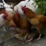 メスの鶏、オスにレ●プされ続けた結果･･･。