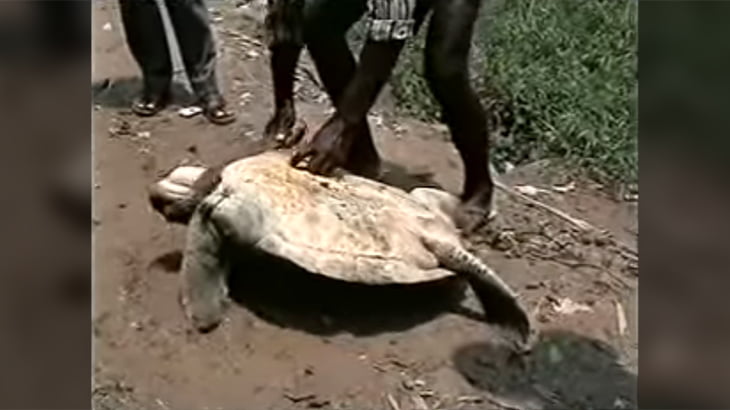 【閲覧注意】大きなカメを生きたまま解体するグロ動画。