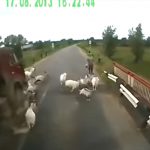 【閲覧注意】数十頭ものヤギがトラックに轢き殺されるグロ動画。