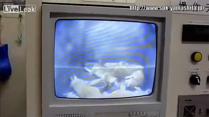 【閲覧注意】殺処分となった犬はこのようにして殺される。