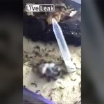 【閲覧注意】大量のアリがいるゲージに生きたハムスターを入れるとこうなる。