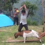 【閲覧注意】ヤギを食べよう。頭を切り落とすグロ動画。