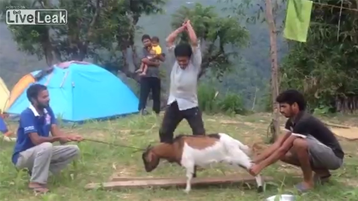 【閲覧注意】ヤギを食べよう。頭を切り落とすグロ動画。