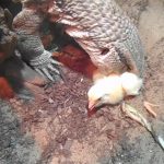 【閲覧注意】ペットのトカゲに生きたヒヨコを与えるグロ動画。